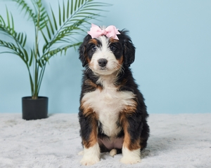 Angel Mini Bernadoodle